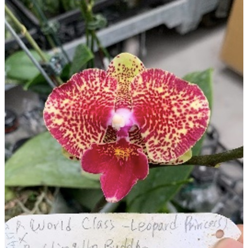 フランクリンミント　Leopard（レオパード） Орхiдея Phal. (World Class х Leopard Prince) х Ching Her Buddha